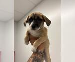 Small Pug Mix