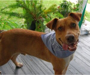 Labrador Retriever-Unknown Mix Dogs for adoption in Monticello, MS, USA