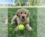 Small Photo #21 Golden Retriever Puppy For Sale in GREENFIELD, IN, USA