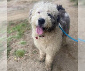 Poodle (Miniature)-Unknown Mix Dogs for adoption in San Diego, CA, USA