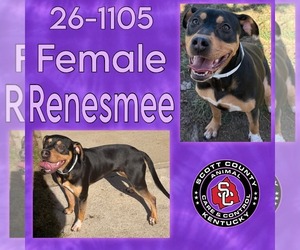 Mutt Dogs for adoption in Georgetown, KY, USA