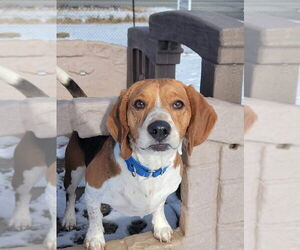 Cooper - Male Beagle Dog for Adoption - Photo #9
