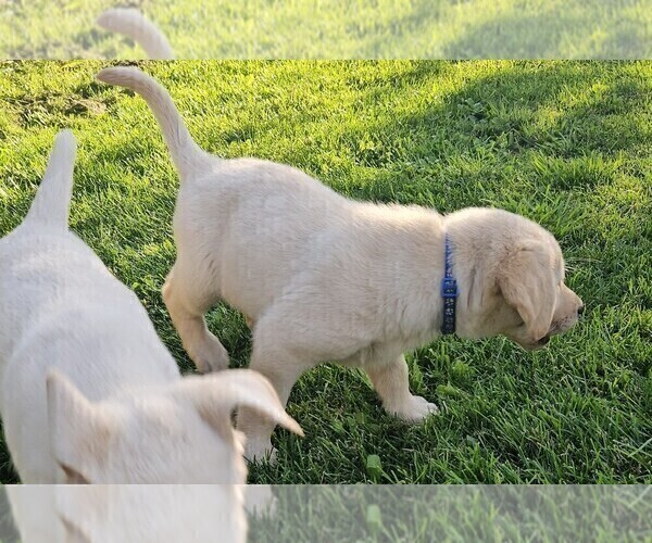 Medium Photo #3 Labrador Retriever Puppy For Sale in CEDAREDGE, CO, USA