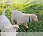 Small #2 Labrador Retriever