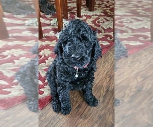 Goldendoodle Litter for sale in SHOW LOW, AZ, USA