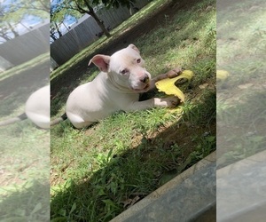 American Bully Puppy for Sale in LEWISBURG, Tennessee USA