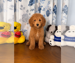 Small #32 Goldendoodle mix (+ Poodle Miniature)