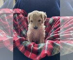 Puppy Velvet Goldendoodle