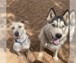 Small Photo #15 Mutt Puppy For Sale in Kanab, UT, USA