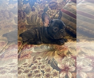 French Bulldog Puppy for sale in CLEVELAND, NC, USA