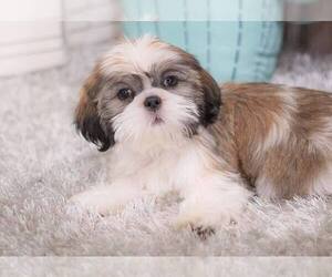 Shih Tzu Puppy for sale in FULLERTON, CA, USA
