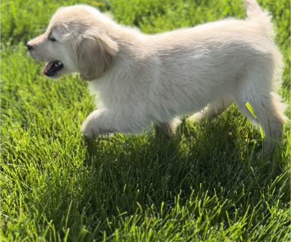 Medium Photo #2 Golden Retriever Puppy For Sale in EDWARDSBURG, MI, USA