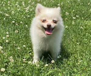 Pomeranian Puppy for sale in RICHMOND, MI, USA