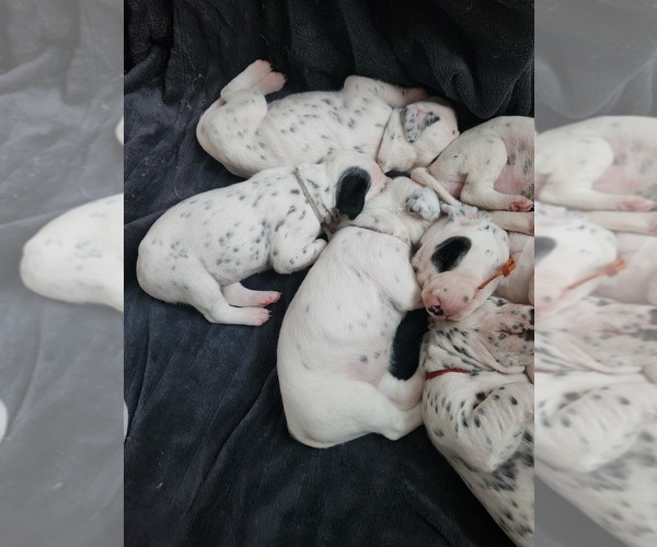 Medium Photo #19 Dalmatian Puppy For Sale in VASSALBORO, ME, USA