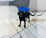 Small #1 Labrador Retriever Mix