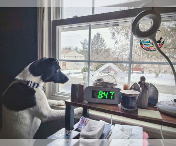 Medium Photo #6 Border Collie-Unknown Mix Puppy For Sale in Rockaway, NJ, USA