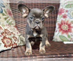 French Bulldog Puppy for sale in NEWTON, NJ, USA