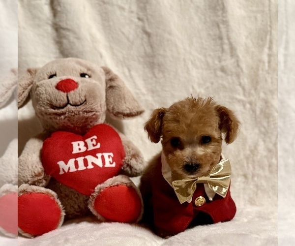Medium Photo #1 Poodle (Toy) Puppy For Sale in REDLANDS, CA, USA