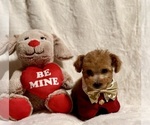 Image preview for Ad Listing. Nickname: Junior