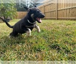 Puppy 7 German Shepherd Dog-Siberian Husky Mix