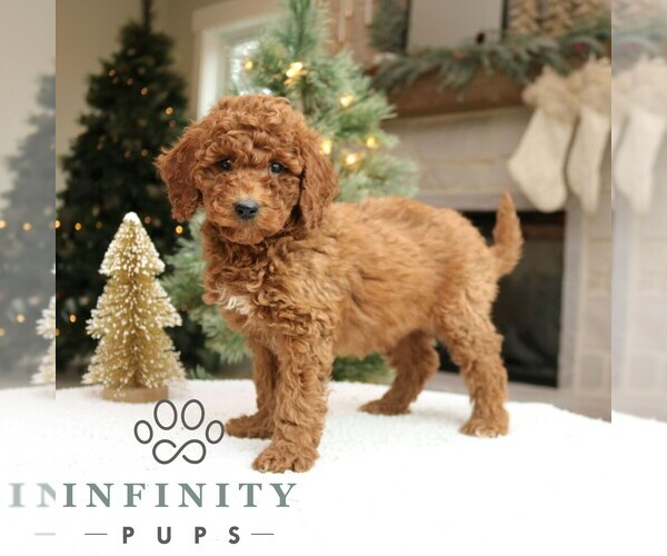 Medium Photo #4 Goldendoodle (Miniature) Puppy For Sale in NARVON, PA, USA