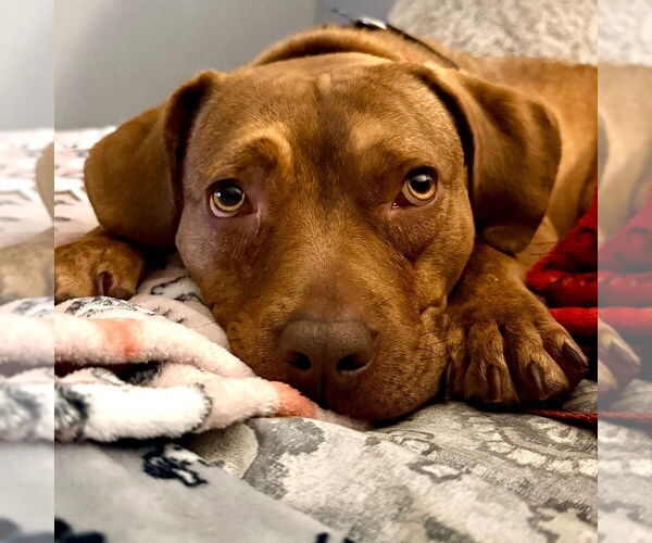 Medium Photo #5 Mutt Puppy For Sale in Canton, CT, USA