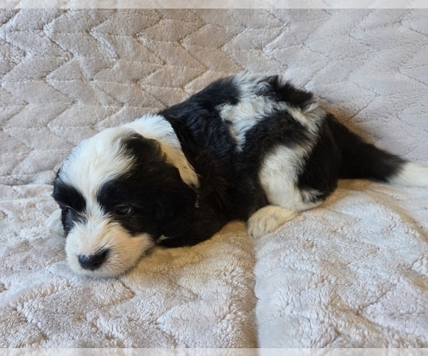 Medium Photo #17 Aussiedoodle Puppy For Sale in WILLS POINT, TX, USA