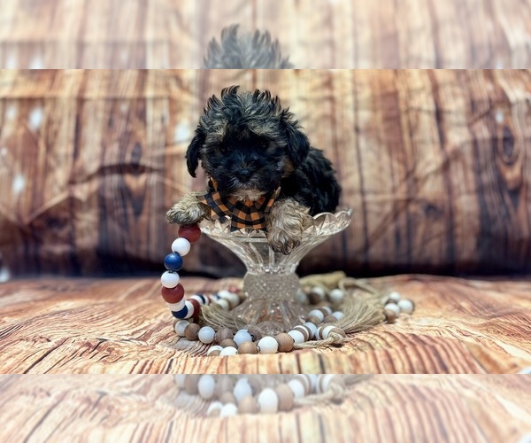 Medium Photo #3 Yo-Chon Puppy For Sale in RIPLEY, MS, USA