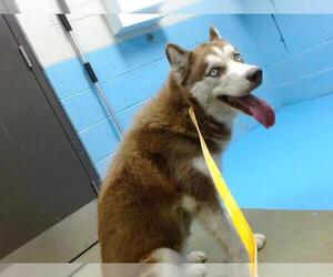 Siberian Husky Dogs for adoption in Moreno Valley, CA, USA