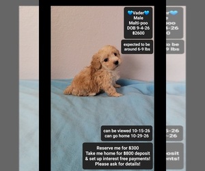 Maltipoo (Toy) Puppy for sale in TUCSON, AZ, USA