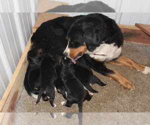 Mother of the Bernese Mountain Dog puppies born on 03/04/2023