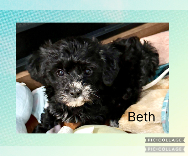 Medium Photo #1 Poodle (Toy)-Yorkshire Terrier Mix Puppy For Sale in BENNINGTON, IN, USA
