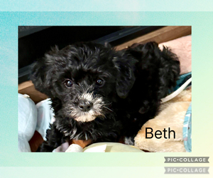 Poodle (Toy)-Yorkshire Terrier Mix Puppy for Sale in BENNINGTON, Indiana USA