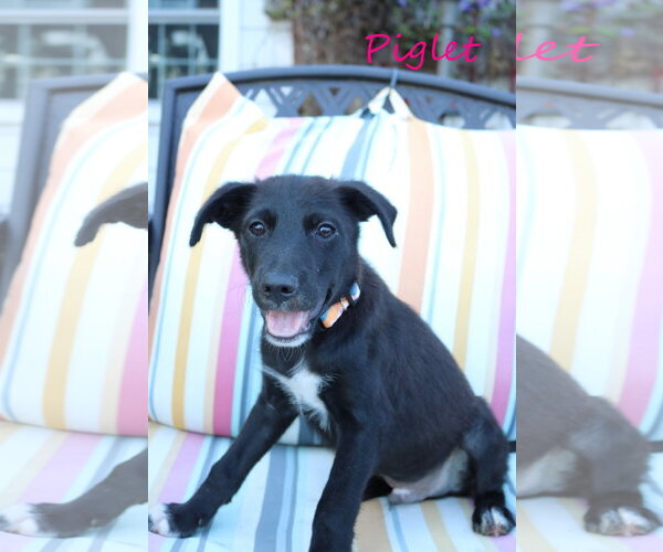 Medium Photo #2 Collie-Labrador Retriever Mix Puppy For Sale in Wakefield, RI, USA