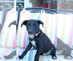 Piglet 5AcreWood - Male Collie-Labrador Retriever Mix Dog for Adoption - Photo #2
