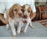 Litter of 3 - Male(s) and Female(s) BrittanyLitter of Puppies for Sale - Small photo
