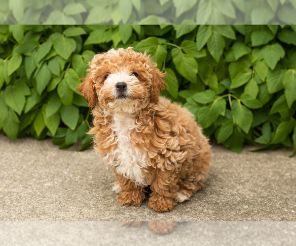 Medium Photo #3 Poodle (Miniature) Puppy For Sale in NAPPANEE, IN, USA