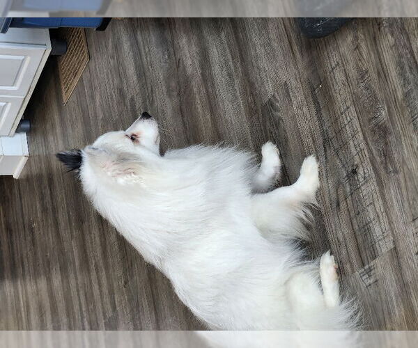 Medium Photo #2 Unknown-pomeranian spitz Mix Puppy For Sale in Fairfax, VA, USA