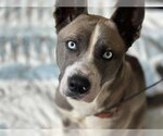 Small Photo #1 Siberian Husky-Unknown Mix Puppy For Sale in Chula Vista, CA, USA