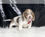 Small #5 Dachshund