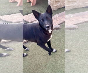 Iris - Female Australian Kelpie-Labrador Retriever Mix Dog for Adoption - Photo #2