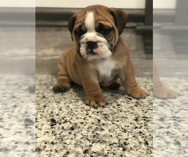 Medium Photo #4 Bulldog Puppy For Sale in BOWLING GREEN, KY, USA