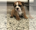 Small Photo #4 Bulldog Puppy For Sale in BOWLING GREEN, KY, USA