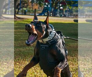 Mother of the Doberman Pinscher puppies born on 07/25/2026
