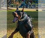 Small Photo #1 Doberman Pinscher Puppy For Sale in FORT LAUDERDALE, FL, USA