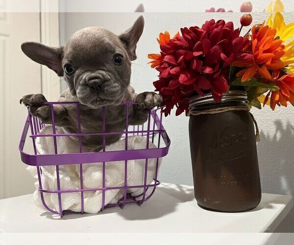 Medium Photo #12 French Bulldog Puppy For Sale in BALDWIN PARK, CA, USA