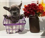 Small Photo #12 French Bulldog Puppy For Sale in BALDWIN PARK, CA, USA