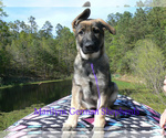 Small Photo #2 German Shepherd Dog Puppy For Sale in PIEDMONT, MO, USA