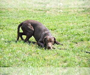 Father of the Labrador Retriever puppies born on 04/21/2024