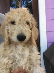 Goldendoodle Puppy for sale in ATLANTA, GA, USA